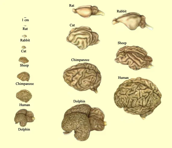Different brains sizes in mammals, courtesy of google images.
