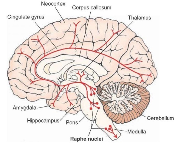 Image courtesy of Google Images retrieved September 10th 2015 http://what-when-how.com/neuroscience/neurotransmitters-the-neuron-part-4/