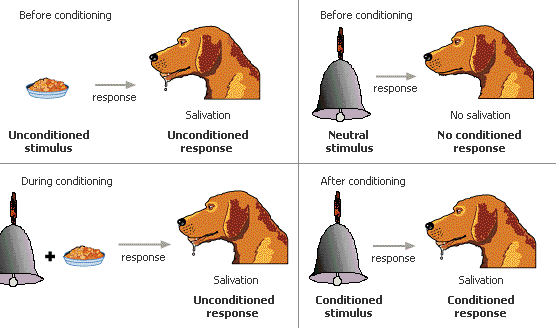Pavlovian dog experiment which demonstrates the pairing of a unconditioned stimulus to a conditioned stimulus with the unconditioned response and the outcome being a conditioned response occurs (http://www.mywoofgang.com/images/PavlovDogWithBell.GIF)