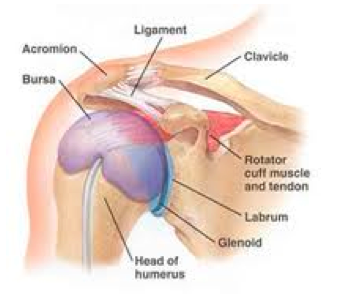 Courtesy of Google Images http://upl.stack.com/wp-content/uploads/2013/05/Shoulder-Anatomy.png
