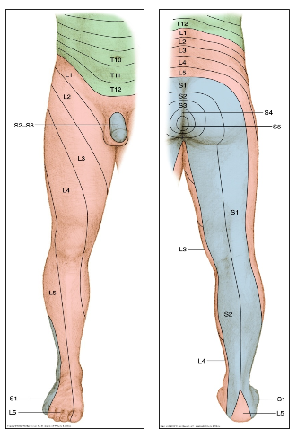 Figure 1: Distribution of dermatomes (Hancock, 2011)