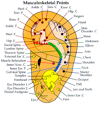 Image courtesy of Google Images on ear acupuncture (auriculotherapy).