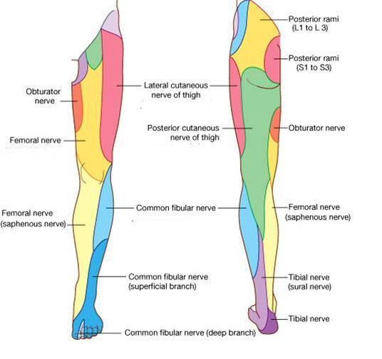 Peripheral Nerve Dermatome Chart