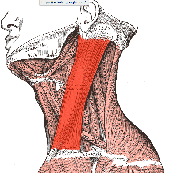 Sternocleidomastoid