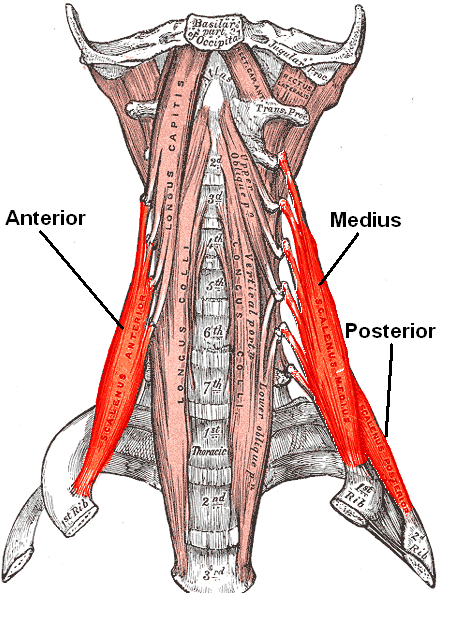 Cervical Motor Control Part 1 - Clinical Anatomy of Cervical Spine