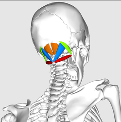 Suboccipital muscle (courtesy of Google Images)