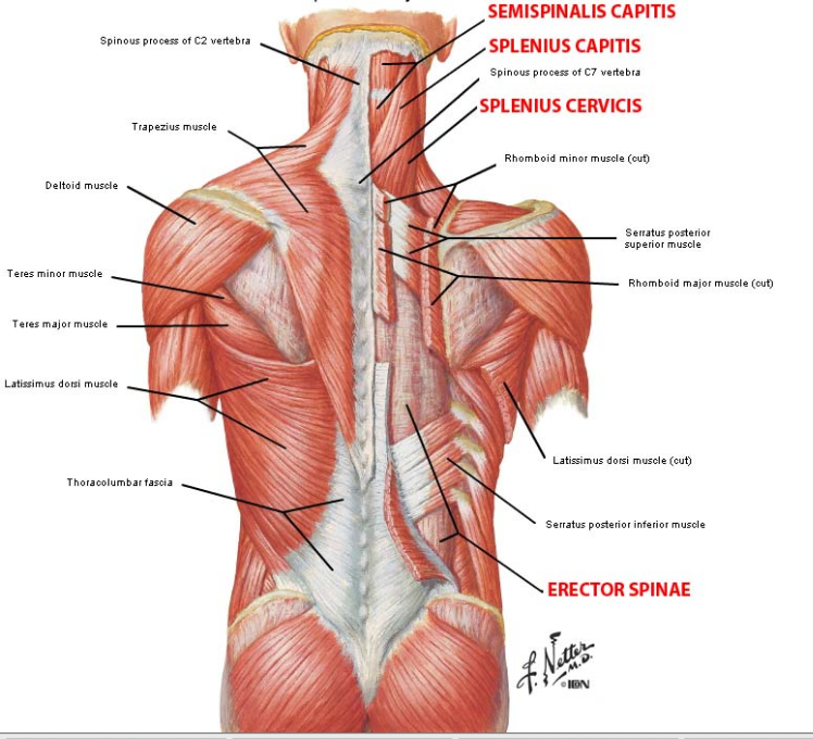 Cervical Motor Control Part 1 Clinical Anatomy Of Cervical Spine Rayner Smale