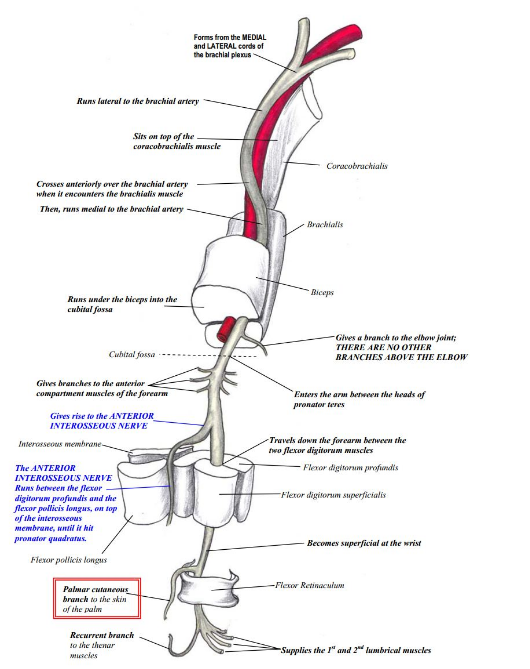 Course of the median nerve courtesy of Google Images