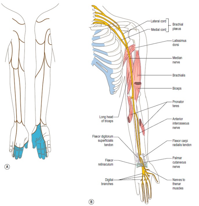 Motor and sensory innervation of the median nerve courtesy of Google Images