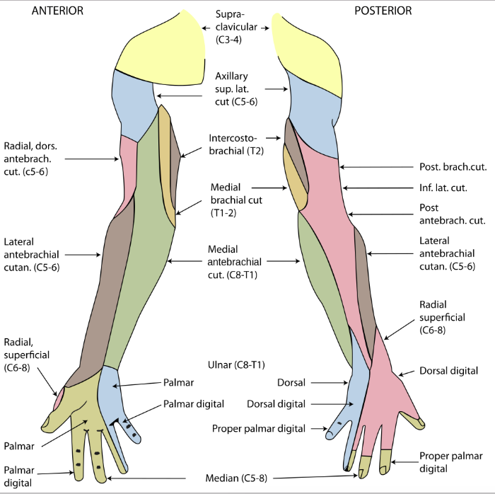 Cutaneous innervation of the upper limb