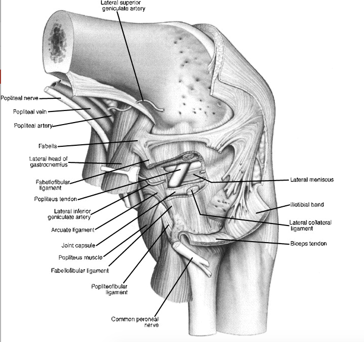 Posterolateral corner knee injuries