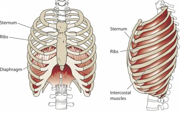 The ribcage and diaphragm. Image source: Google Images