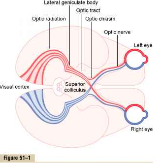 The visual pathway from retina to cortex. http://www.euroformhealthcare.biz/medical-physiology/images/9189_759_487-lateral-geniculate-bodies.jpg
