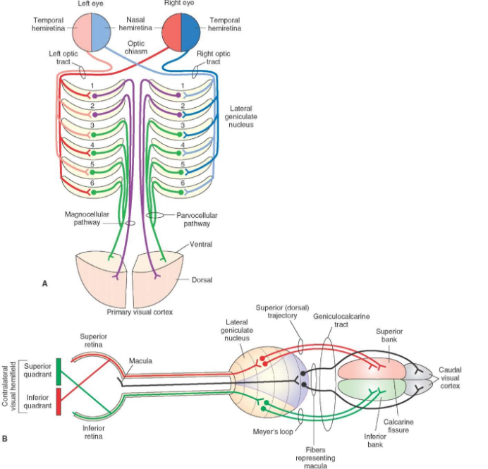 Layers of the lateral geniculate nucleus in processing monocular and binocular vision http://what-when-how.com/wp-content/uploads/2012/04/tmp15F63.jpg