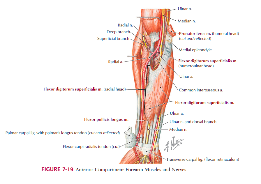 Image source http://valeriewmsk.weebly.com/uploads/2/3/8/8/23882411/8633463_orig.png