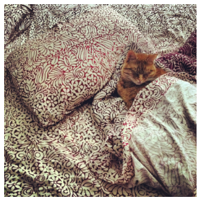 My cat Walter, who gets plenty of sleep.