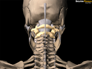 Anatomy 101 The Upper Cervical Spine Rayner Smale