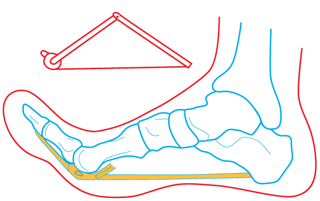 Anatomy 101: The windlass mechanism & great toe extension — Rayner & Smale