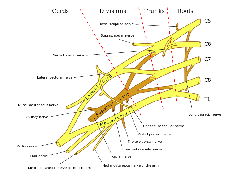 Image courtesy of Google Images and wikipedia