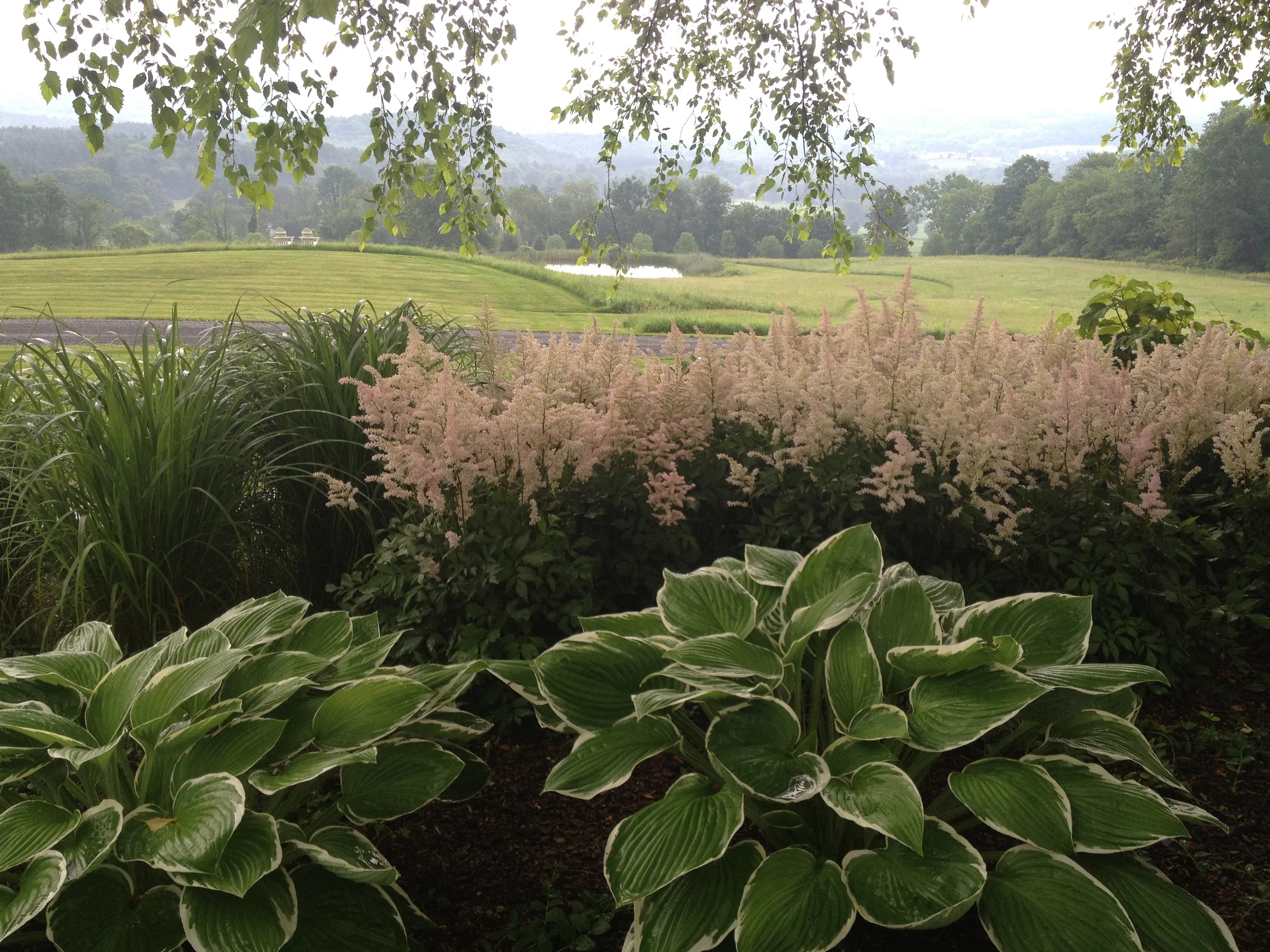 Astilbe and Hosta in the shaded area