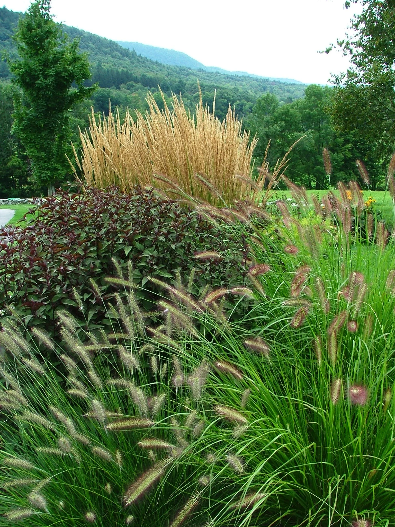 Entry garden 