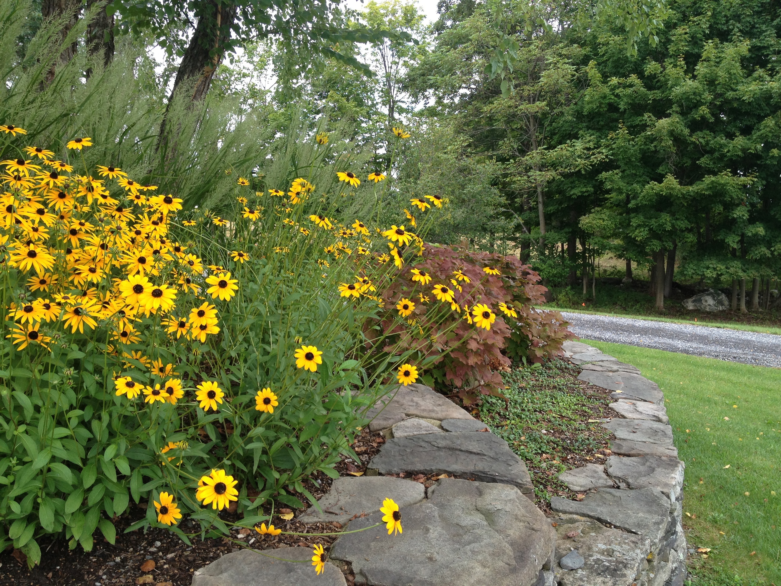 Rudbeckia, Calamagrostis and Hydrangea