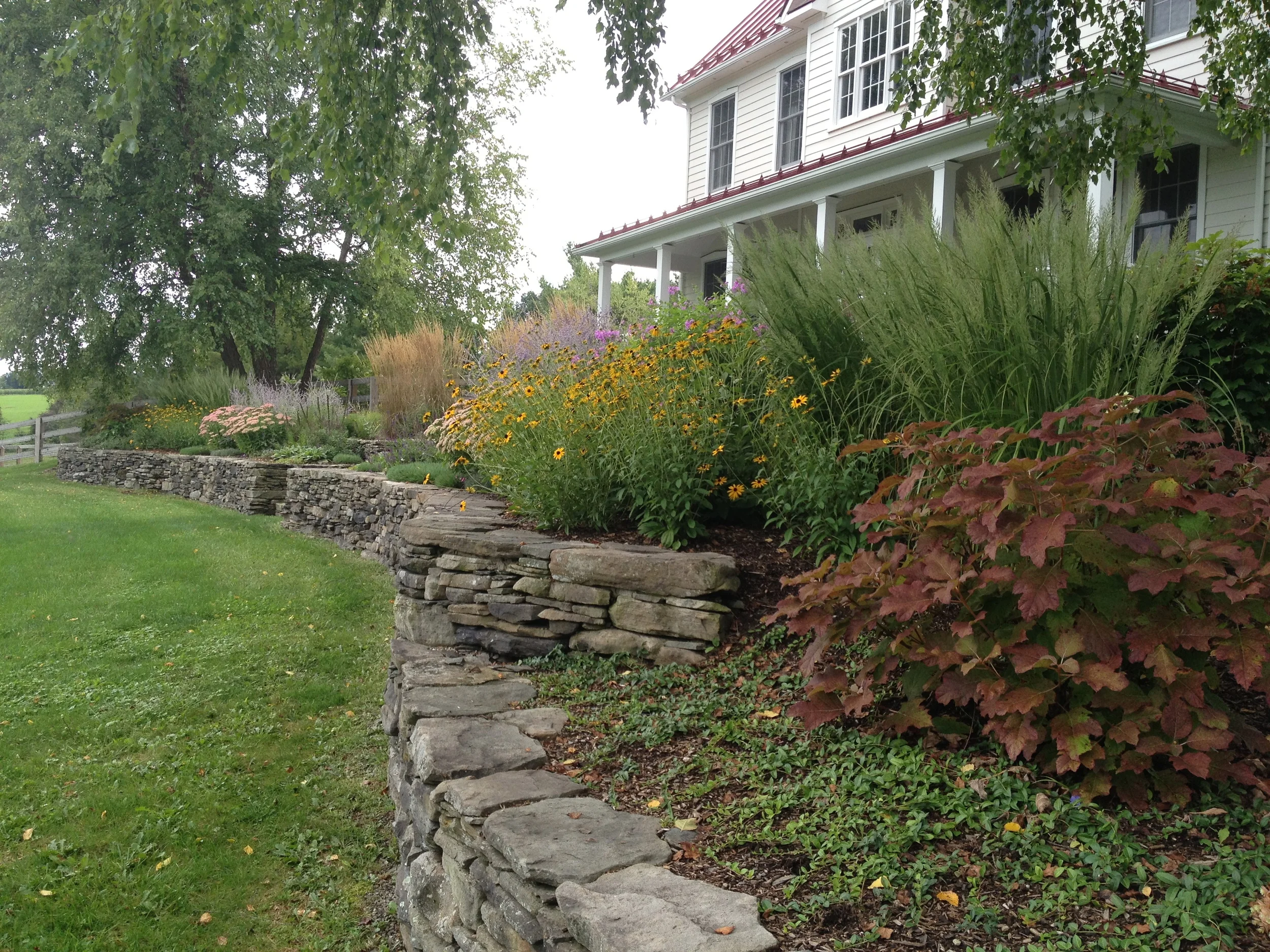 Oakleaf Hydrangea with ornamental grass