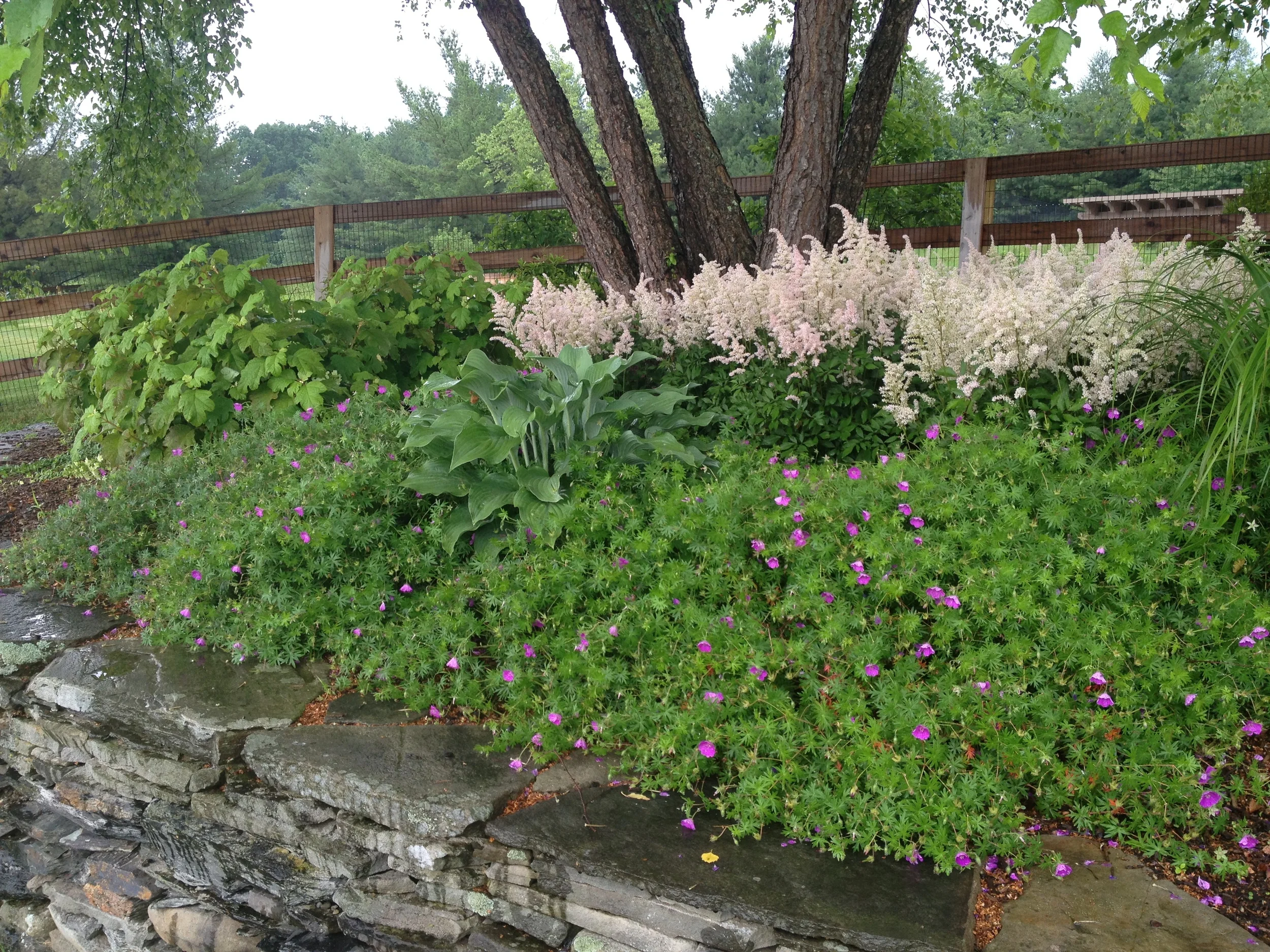 Astilbe, Hosta and Geranium