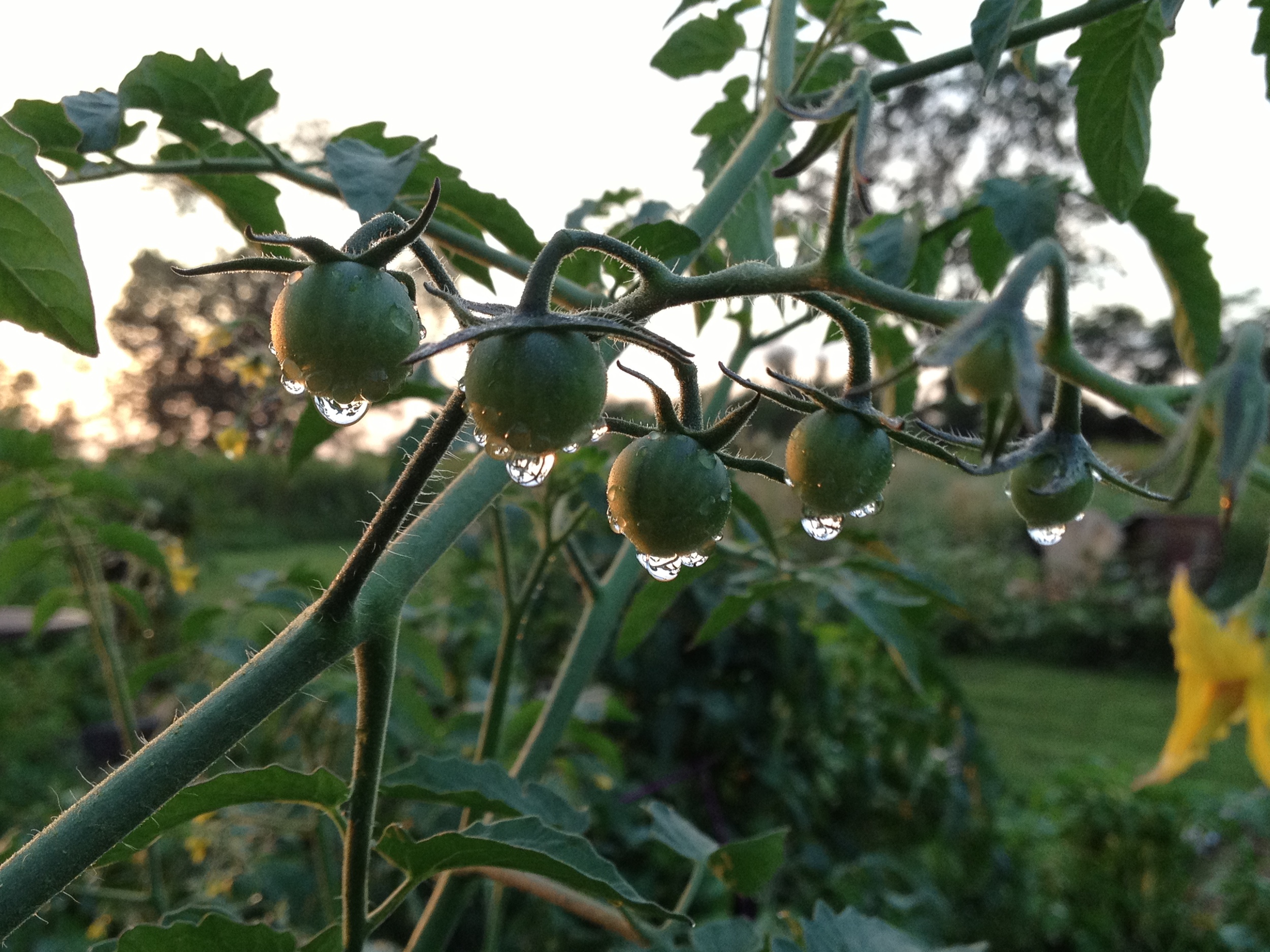 Cherry tomatoes after a shower