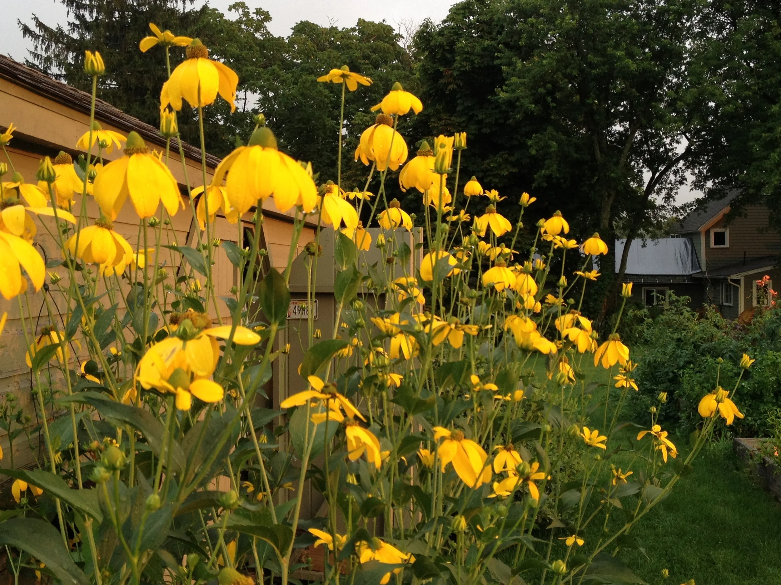 Tall Rudbeckia in my garden