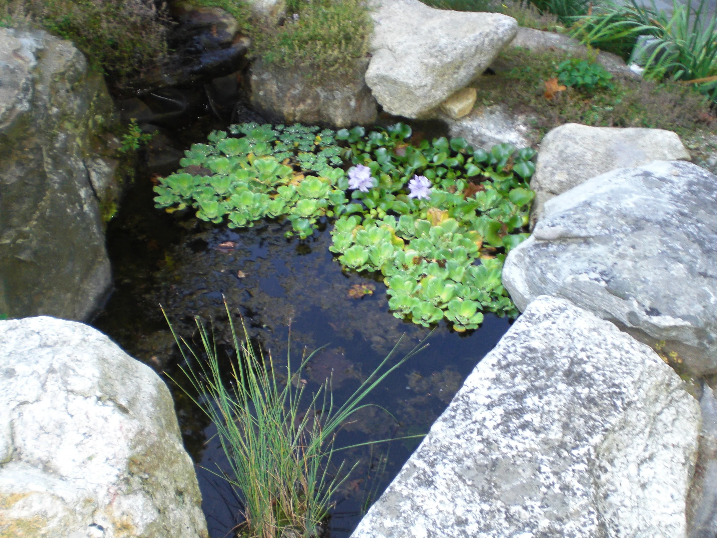 Frog pond along a path