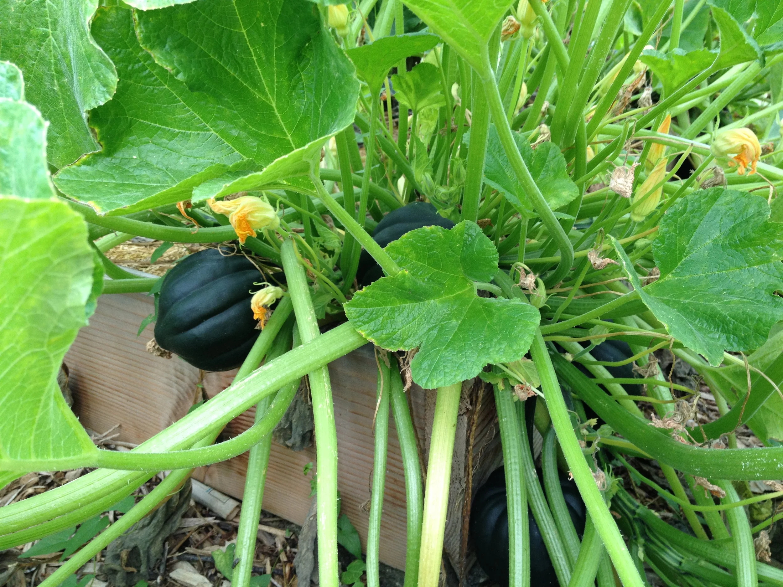 Acorn squash in my garden