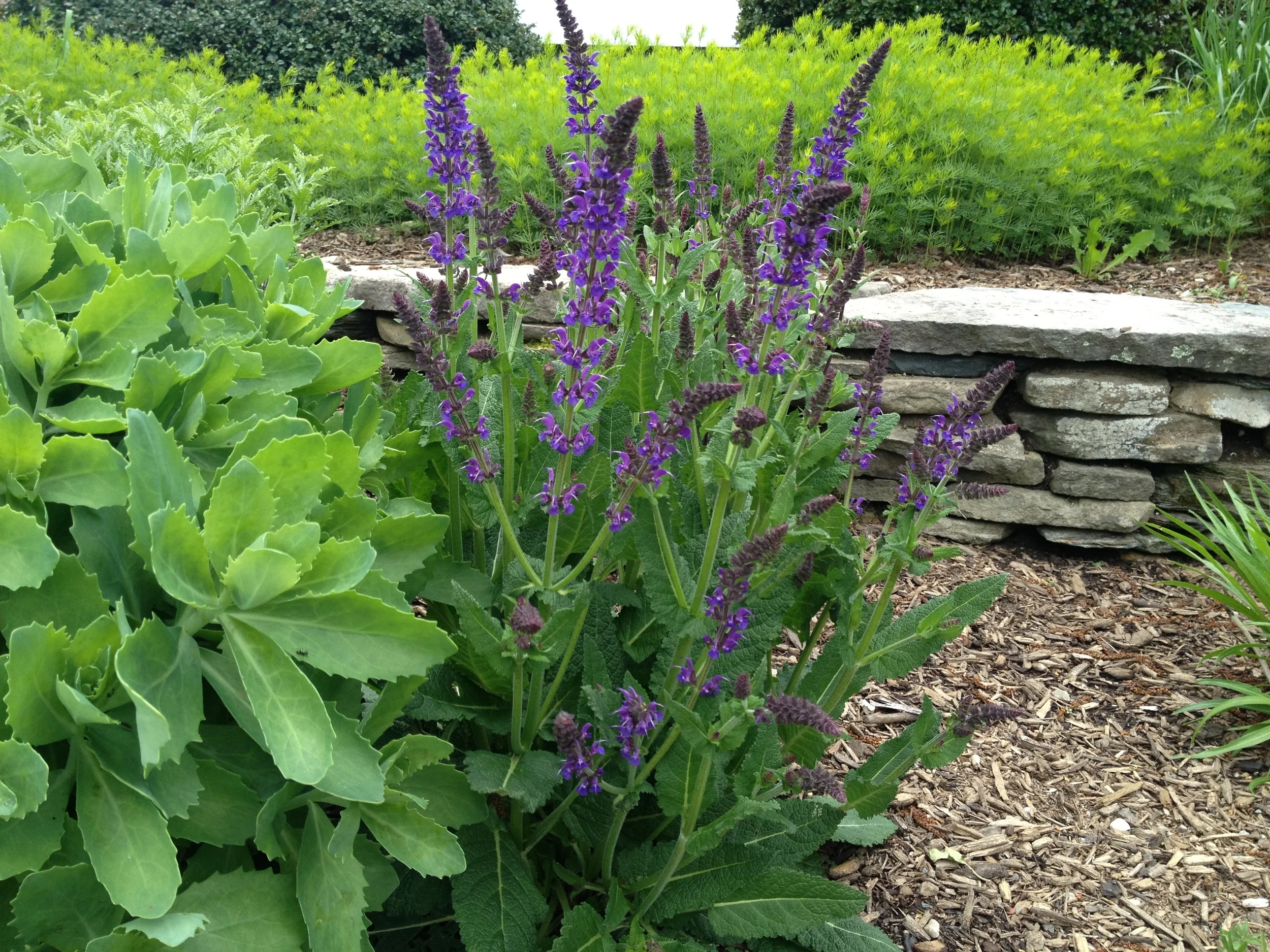 Salvia and Sedum