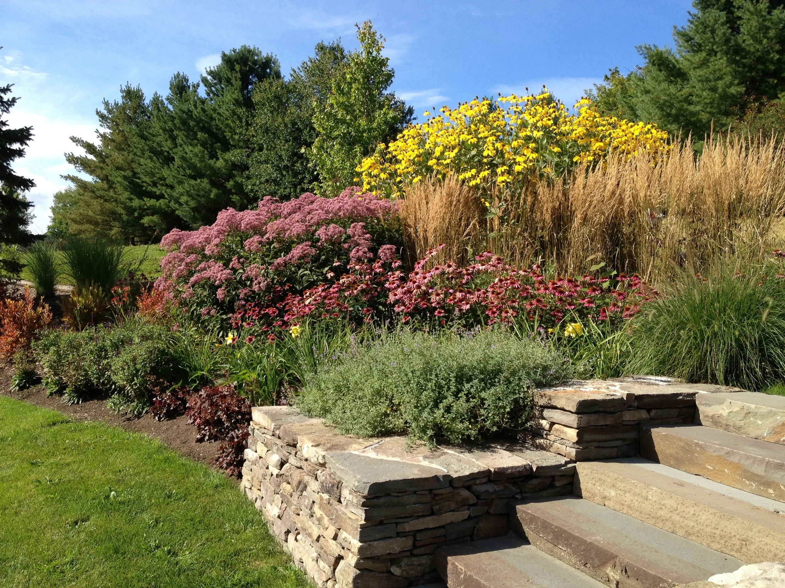 Rudbeckia nitida 'Herbstonne' in back