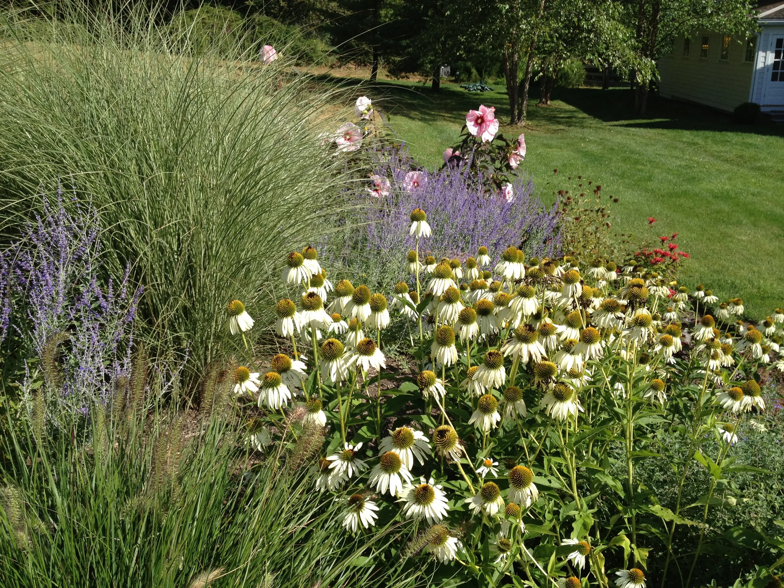 Echinacea purpurea 'White Swan'