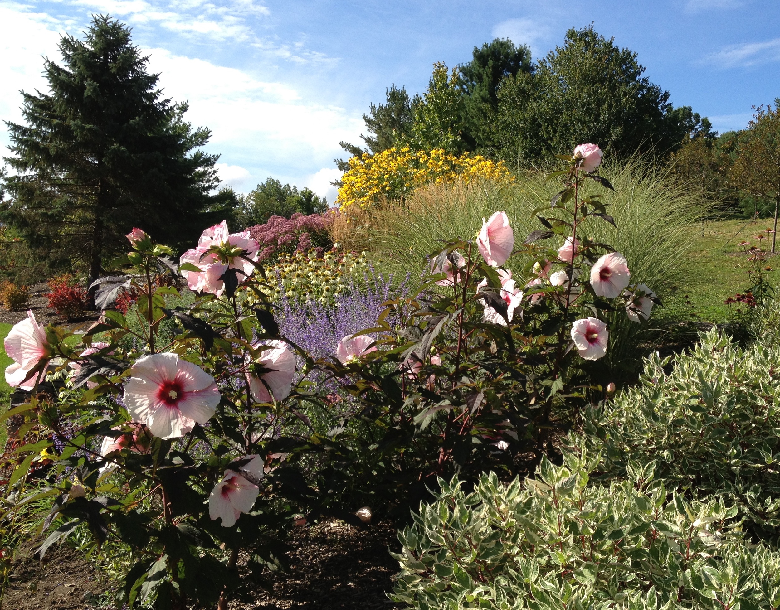 Hibiscus 'Kopper King'
