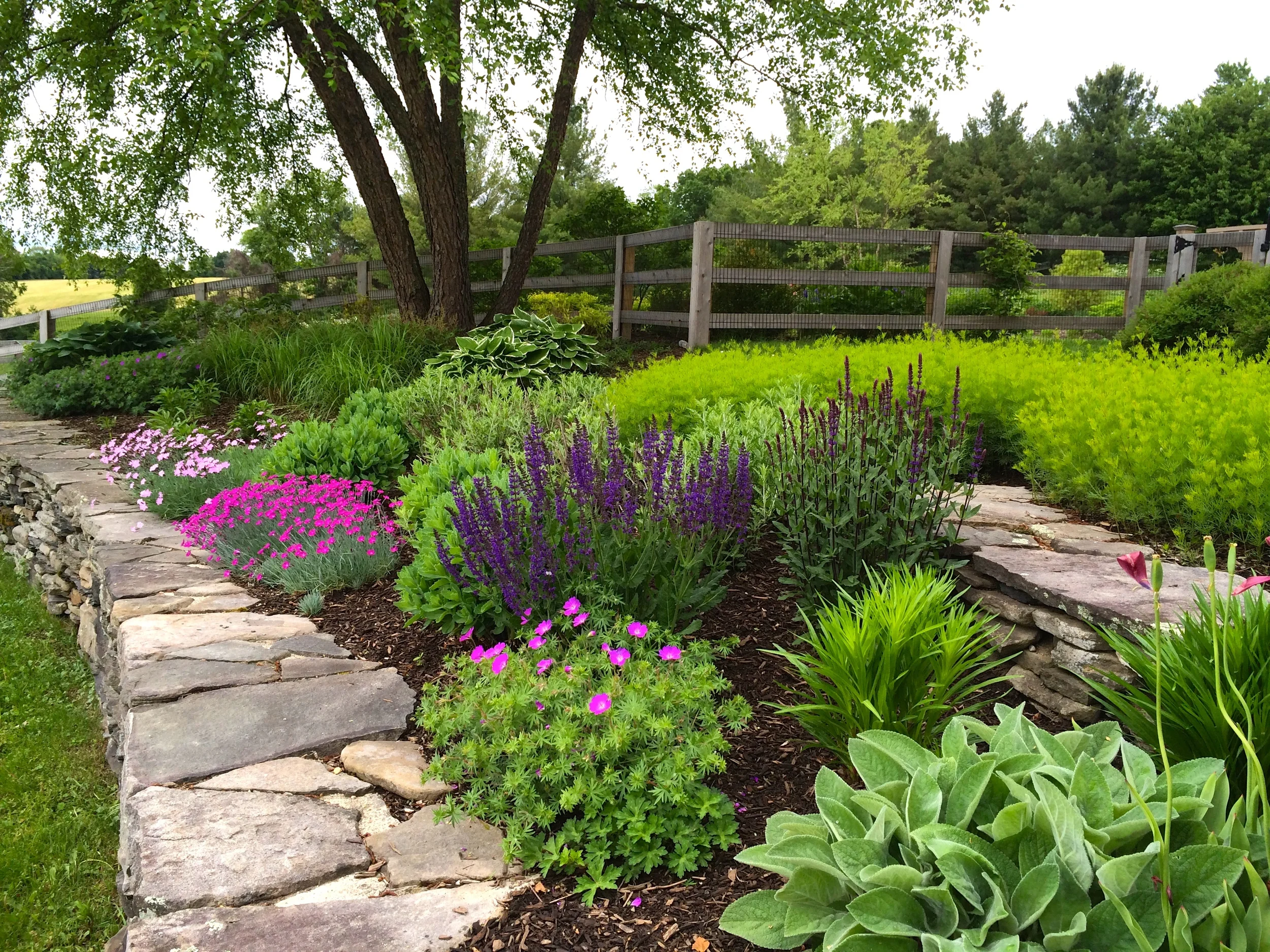 Early summer in the entry garden