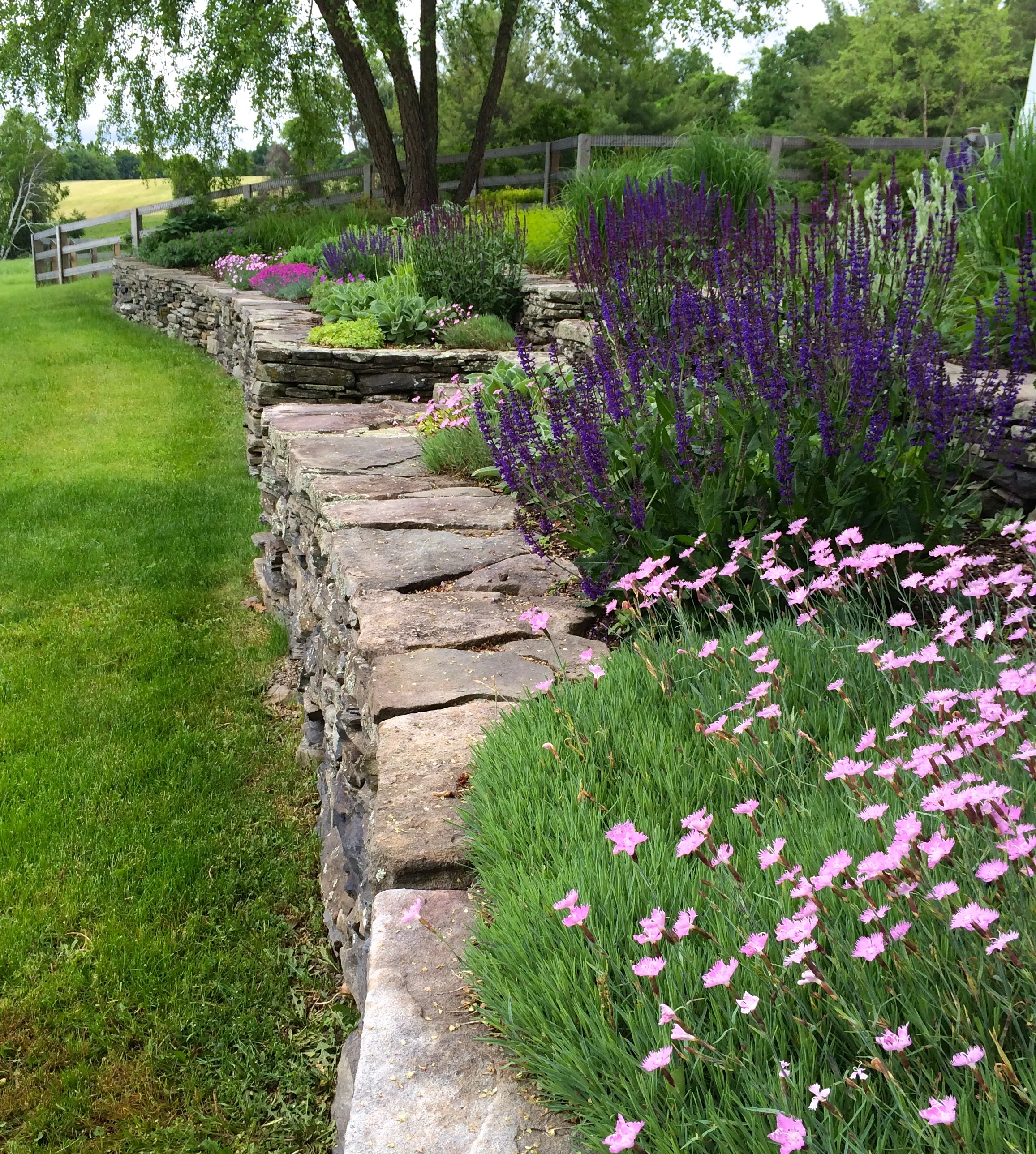 Early summer in the garden with Dianthus and Salvia