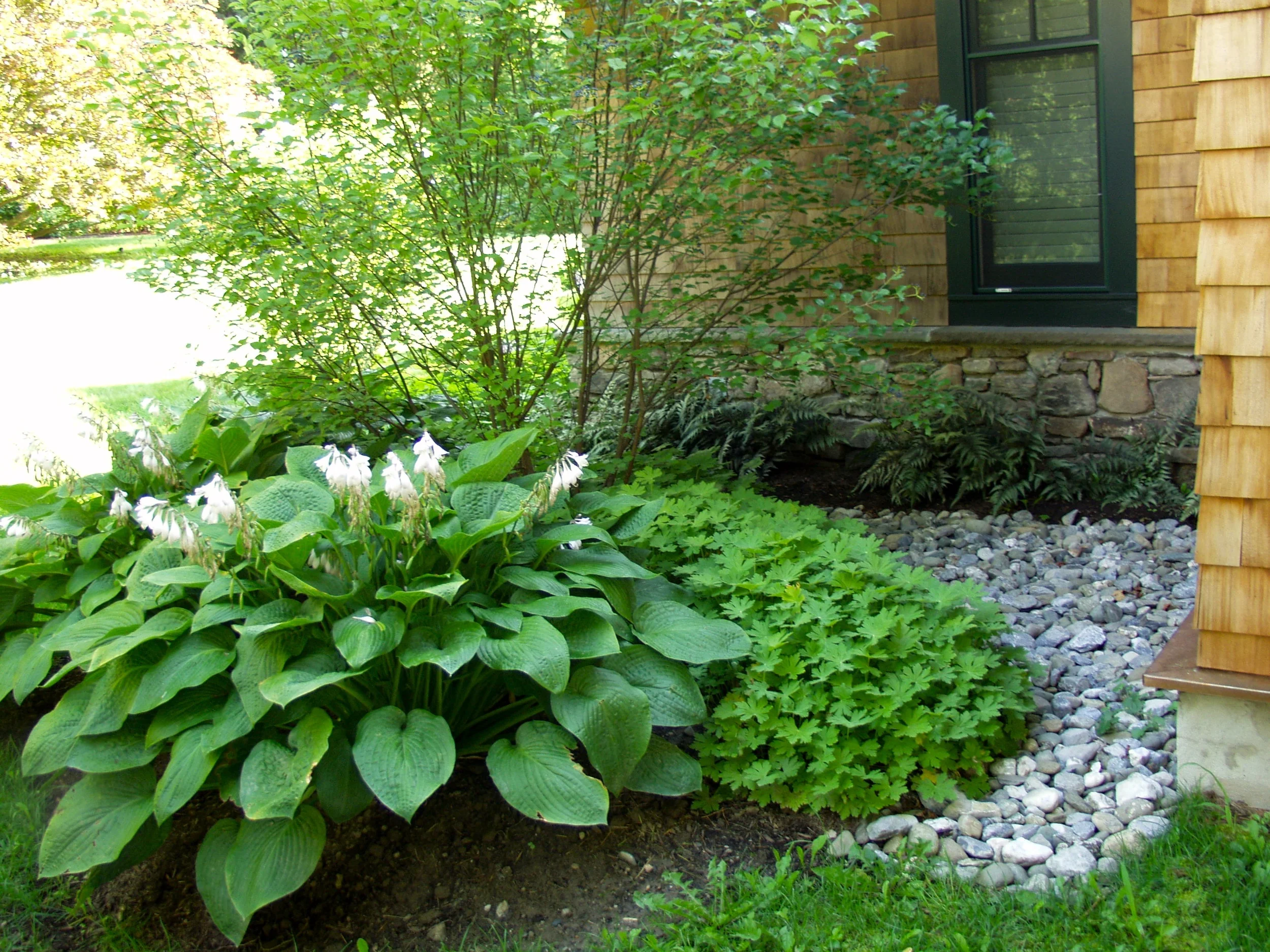 Shade garden