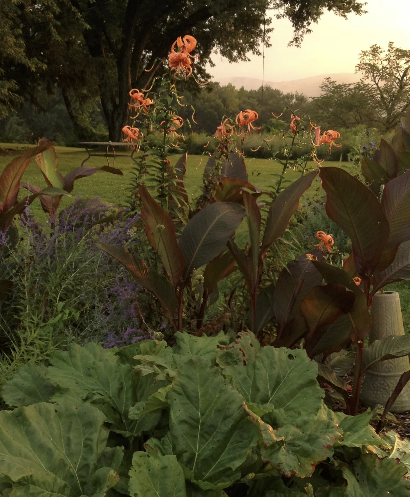 Lilies, Canna and Rhubarb