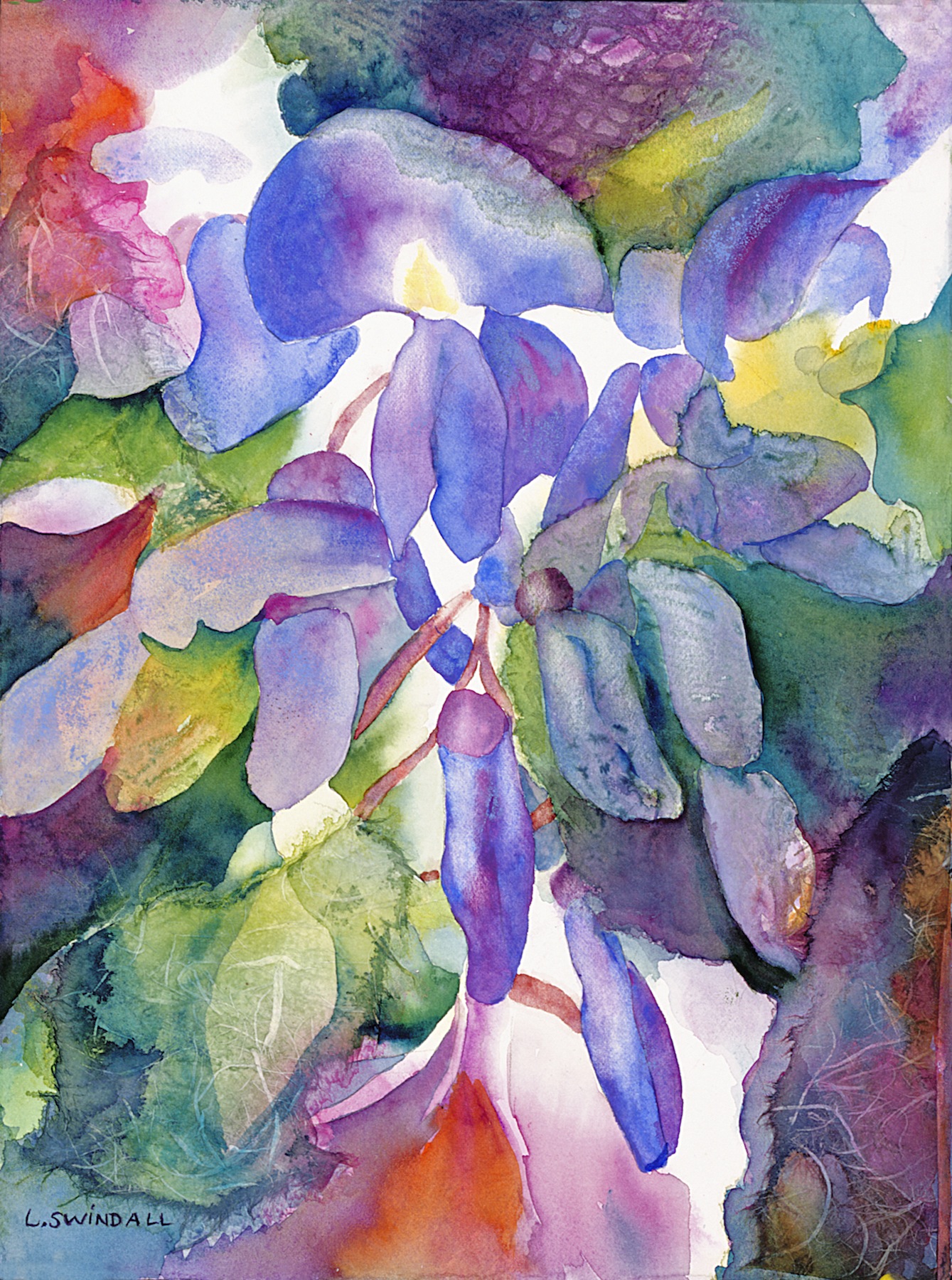 Wisteria