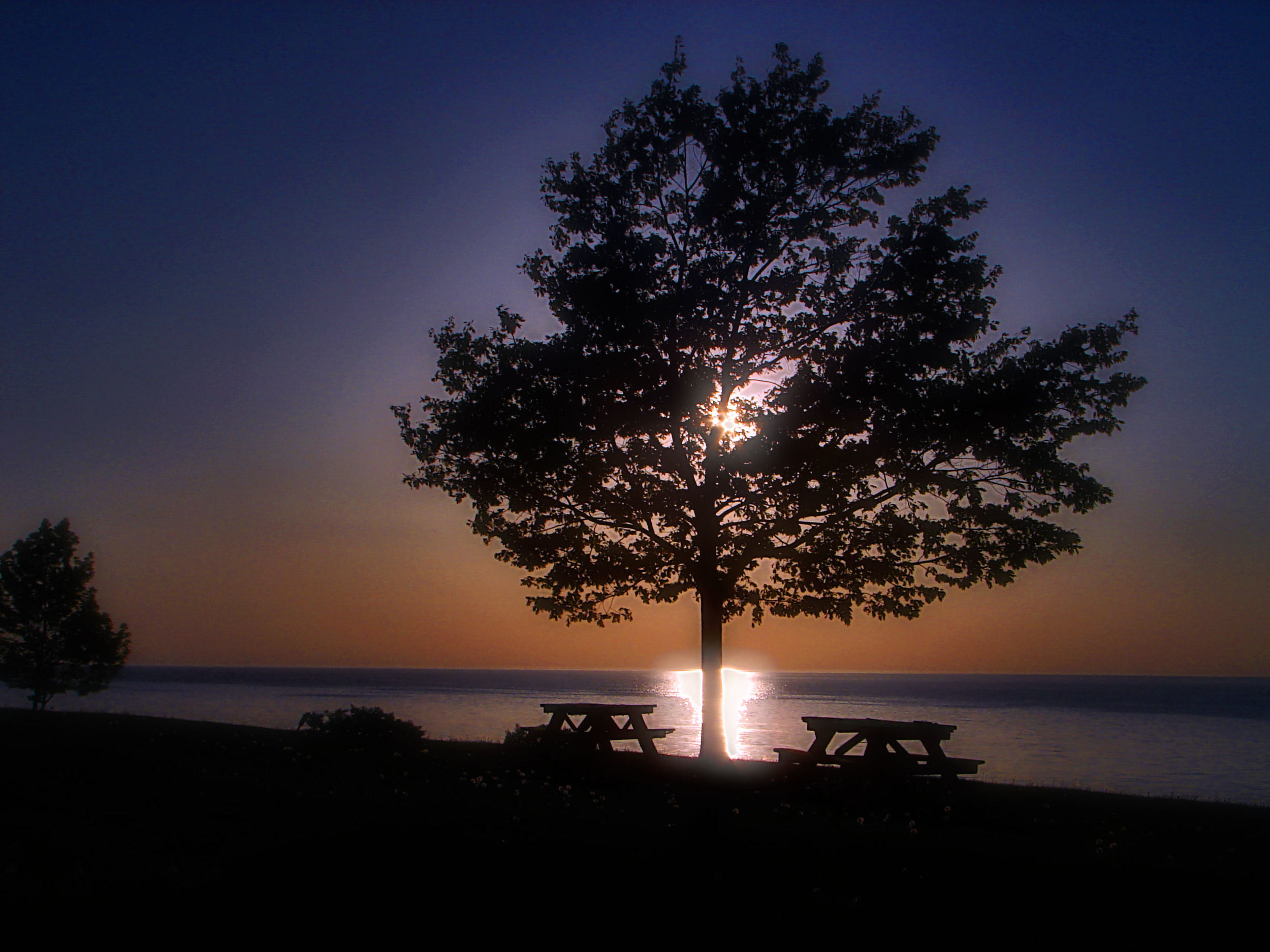 Suntree.jpg