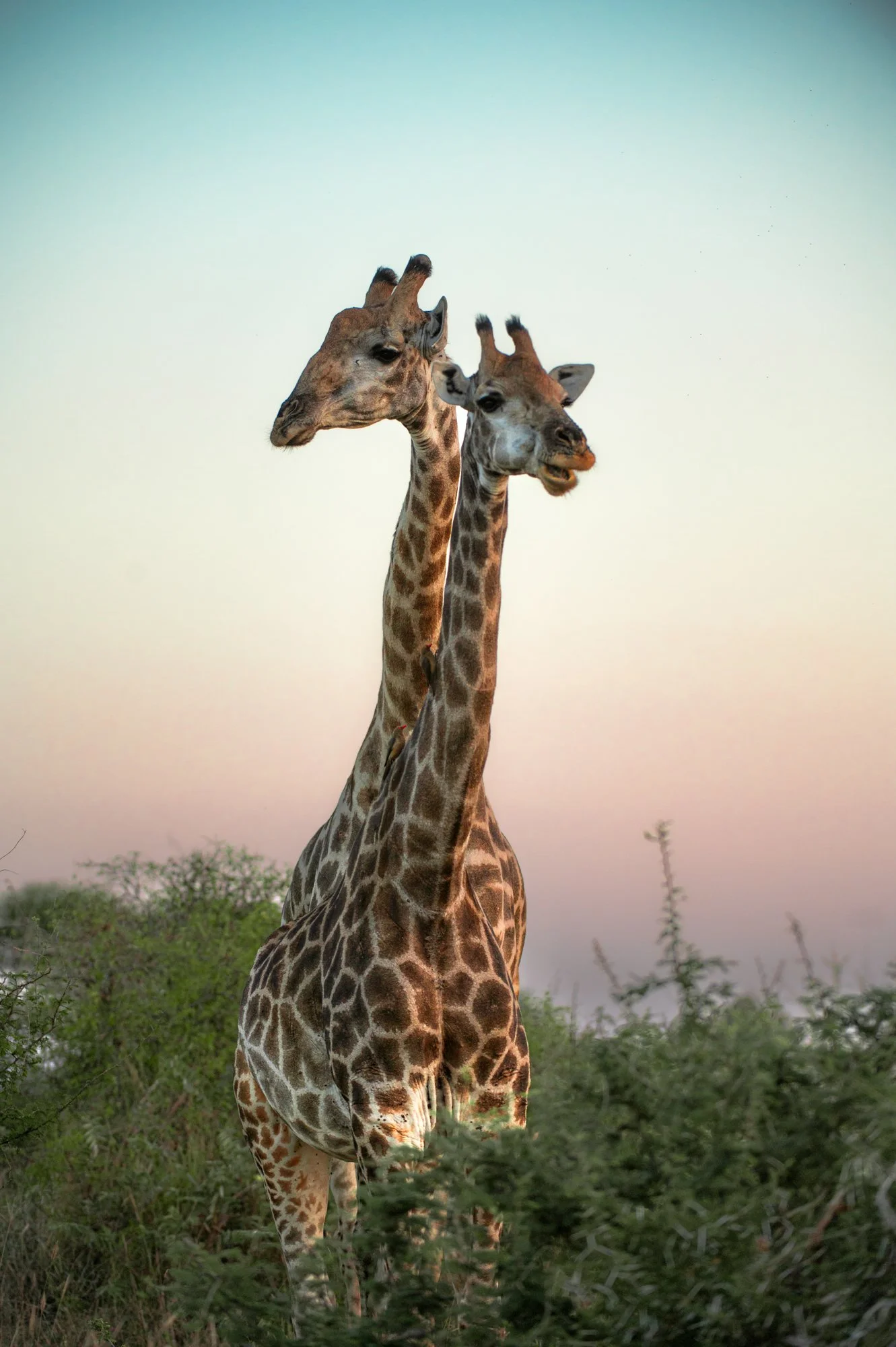 G_Africa-66.jpg