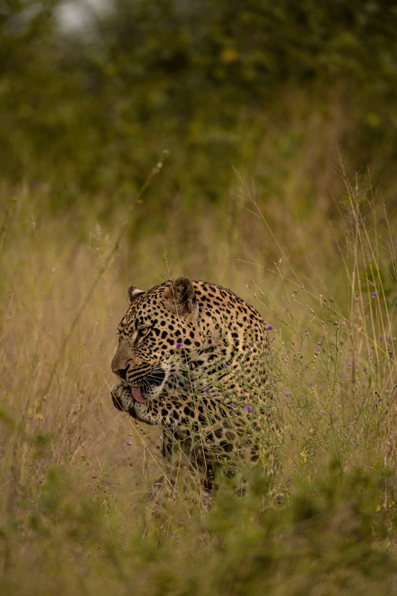 L_Africa-50.jpg