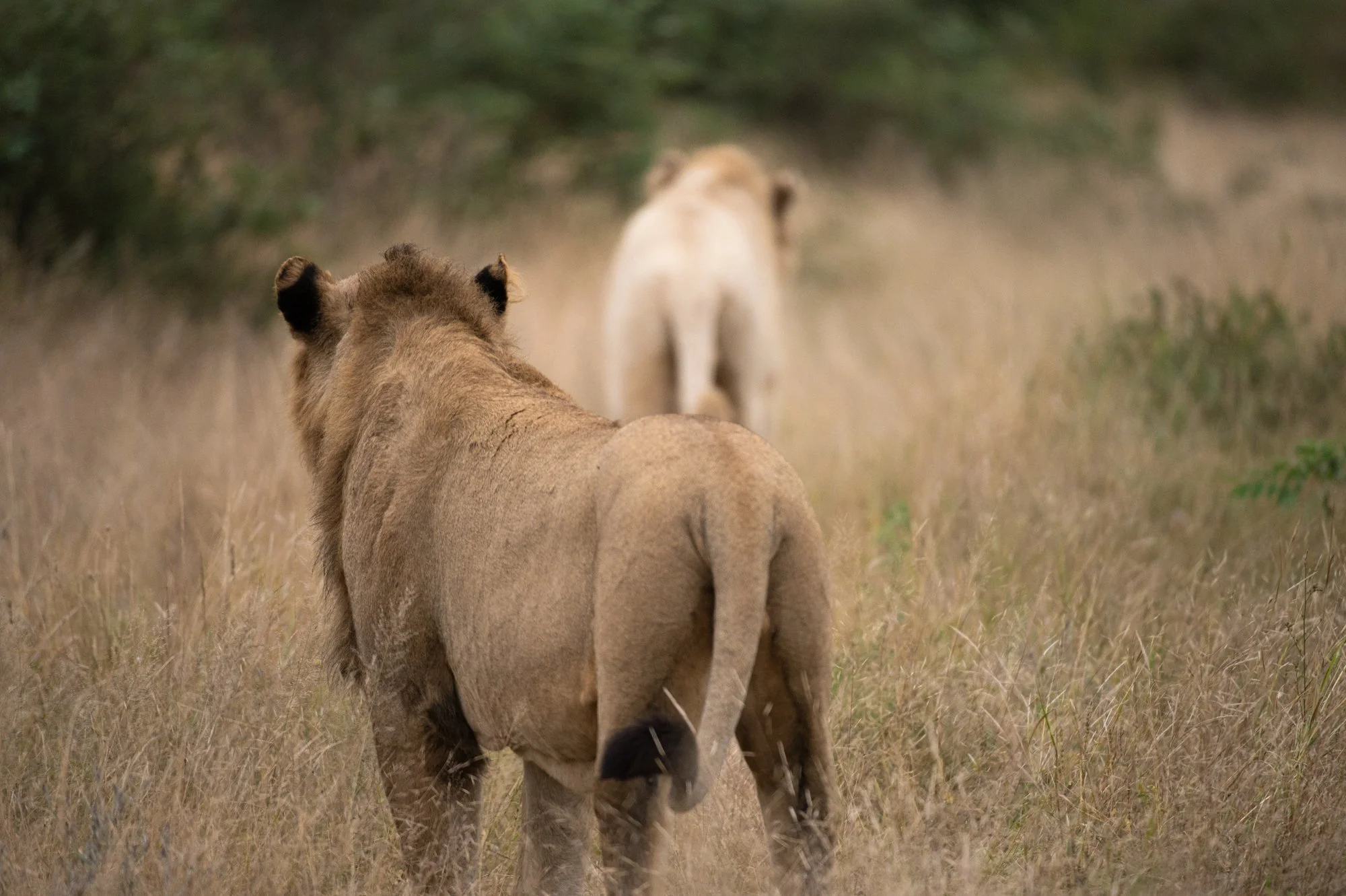 Lion_Africa-86.jpg