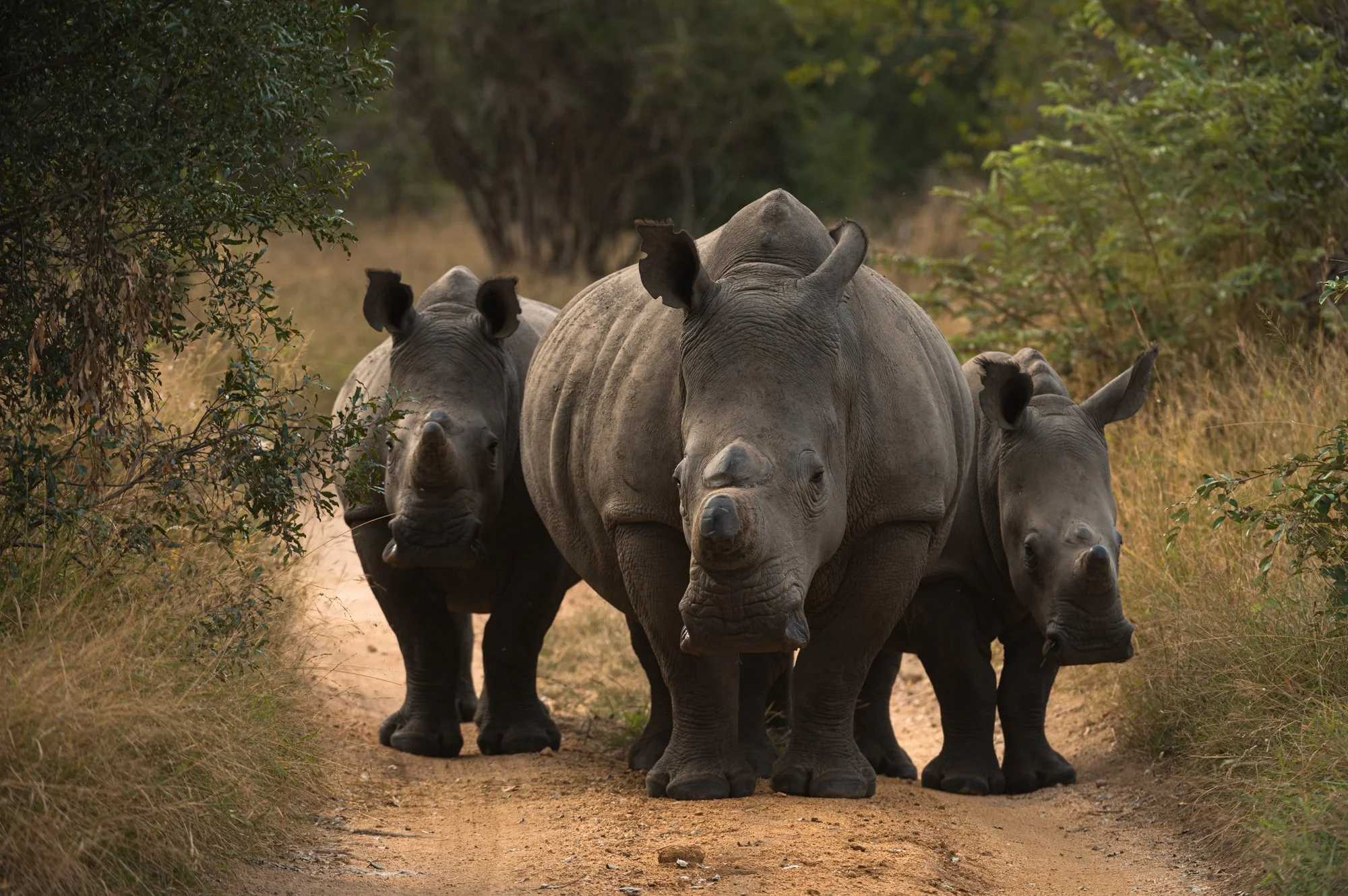 R_Africa-13.jpg