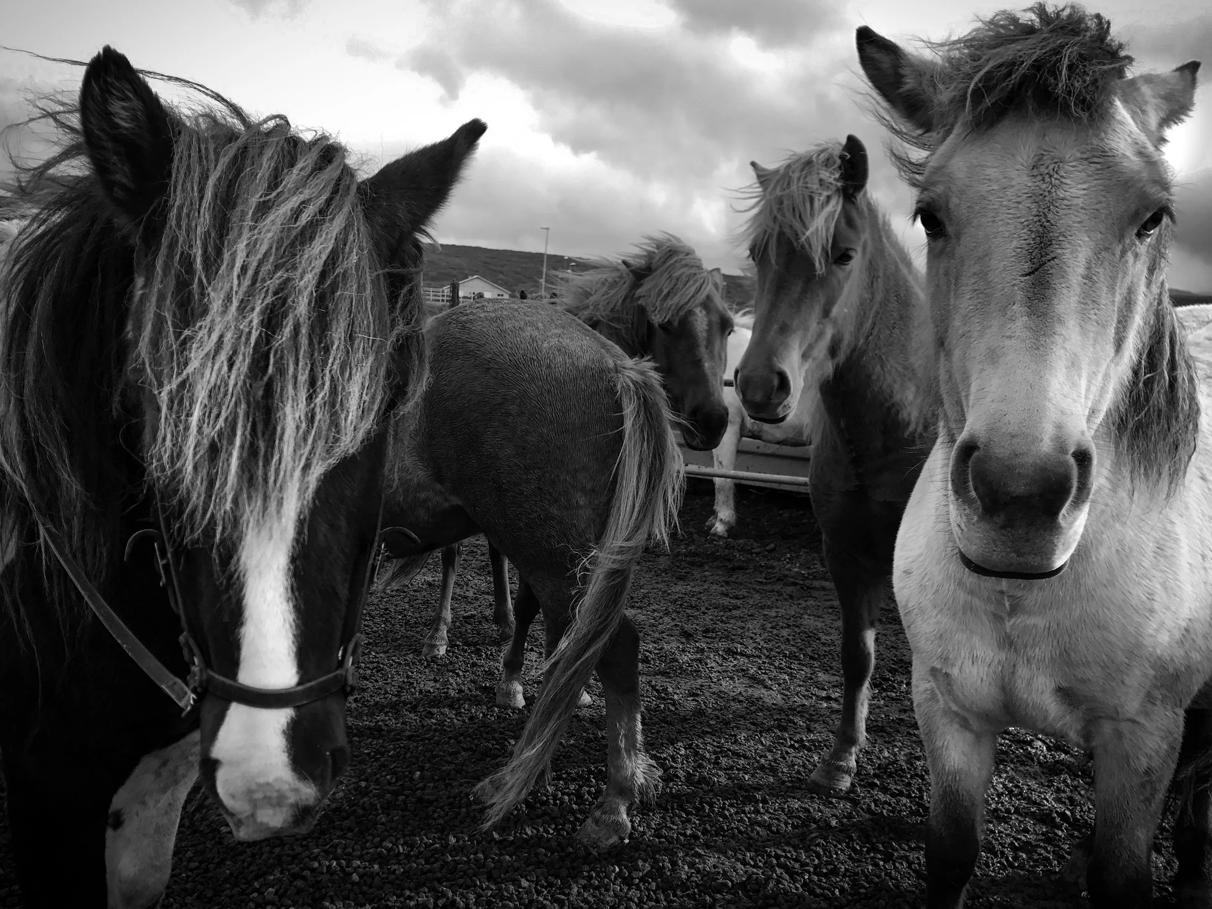 Horses.jpg