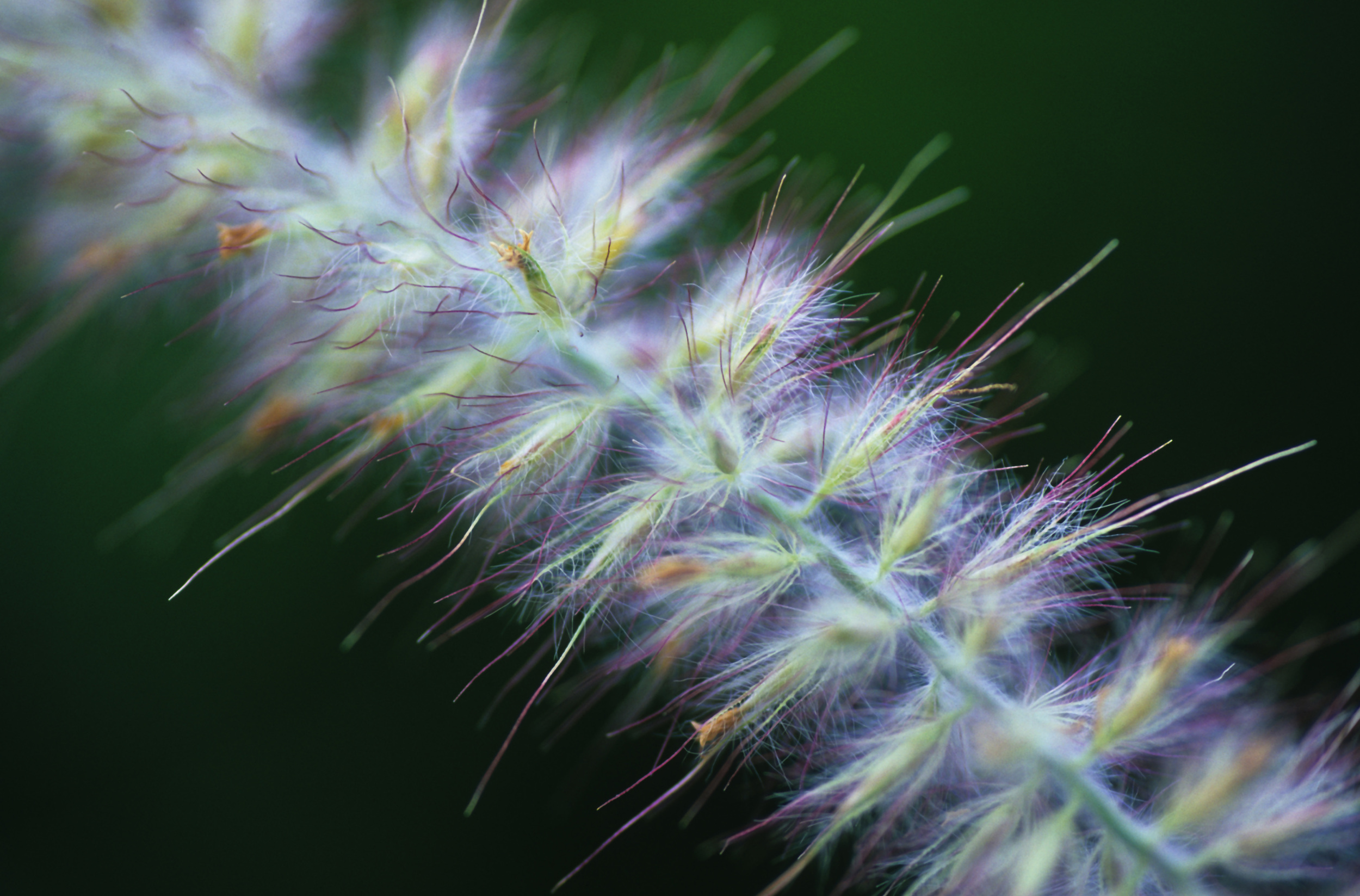 Feather Grass