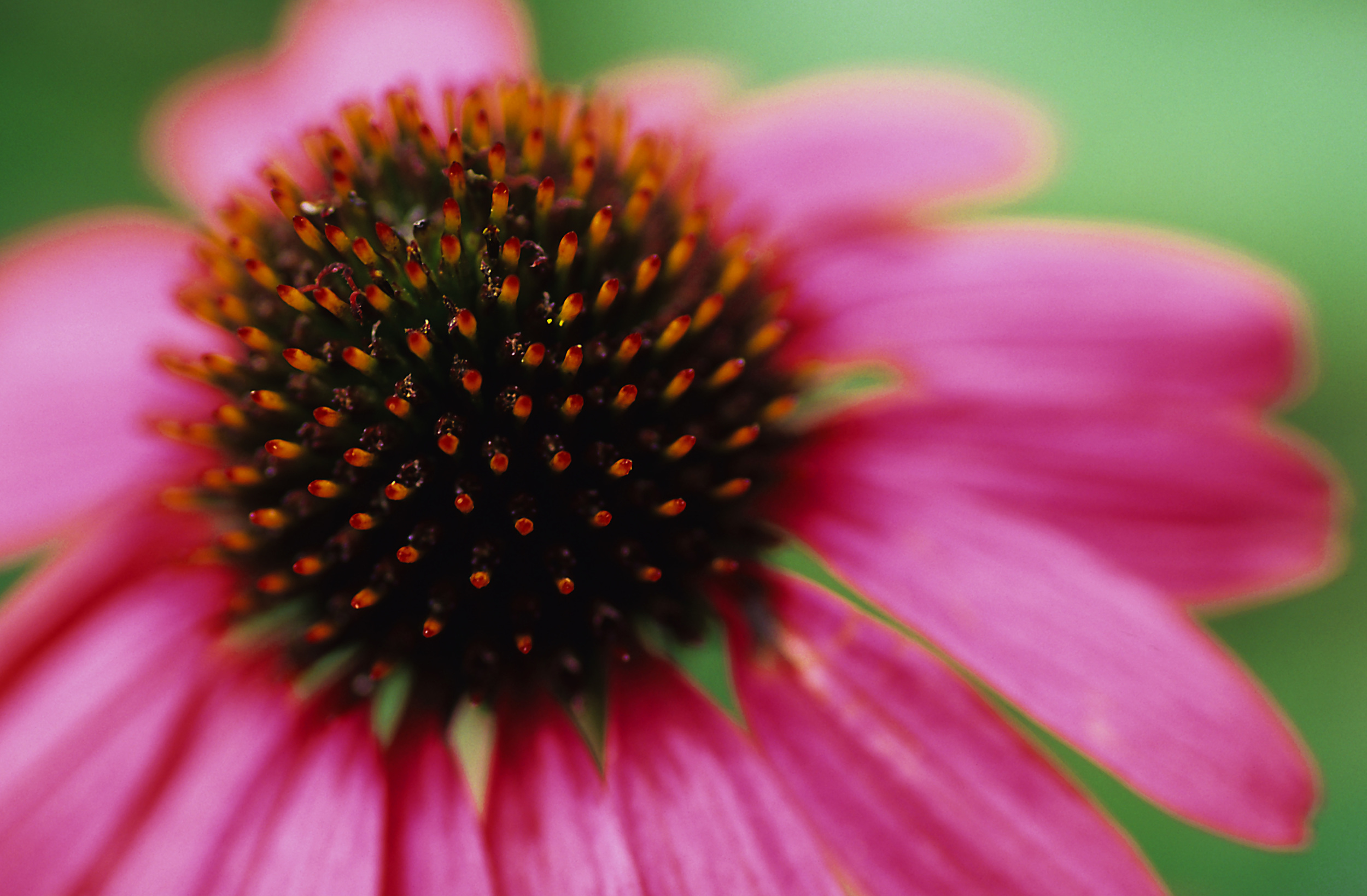 Cone Flower