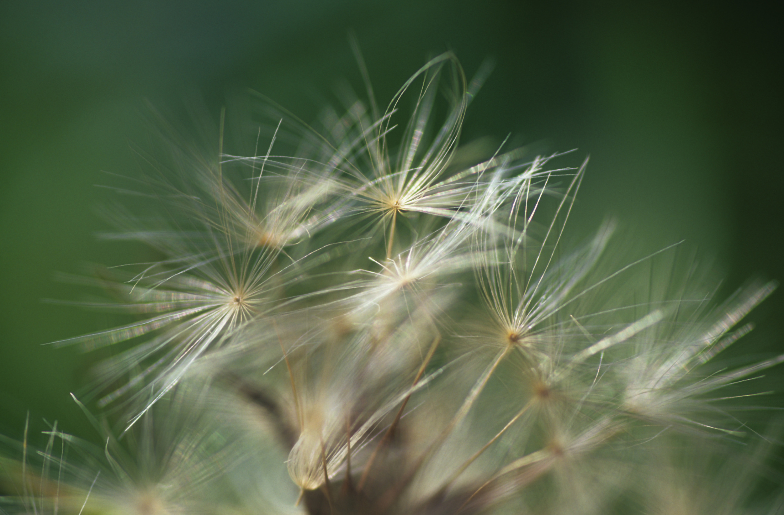 Dandelion